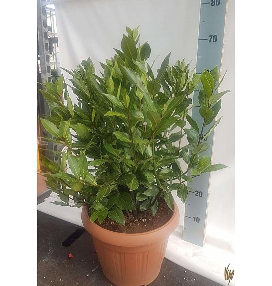 Laurus nobilis Ø30