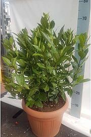 Laurus nobilis Ø30
