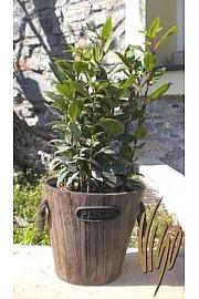 Laurus nobilis Ø14 leseni lonček