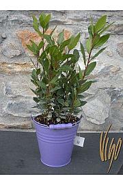 Laurus nobilis Ø14 dekor lonček