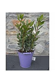 Laurus nobilis Ø14 dekor lonček