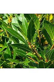 Laurus nobilis Ø14