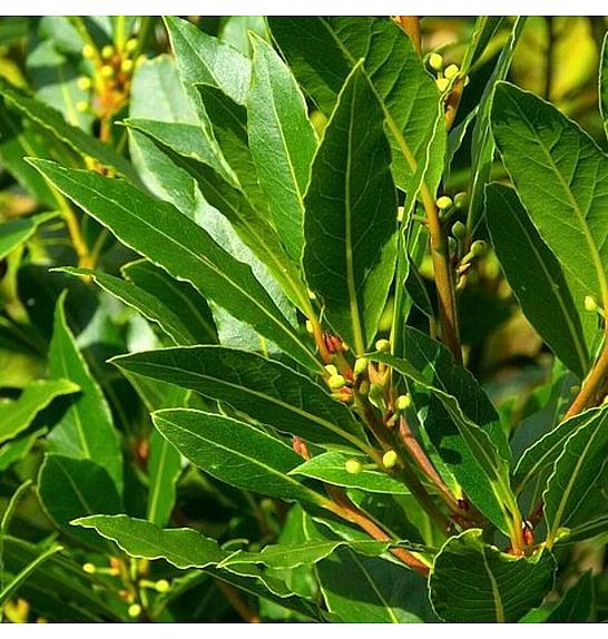 Laurus nobilis Ø14