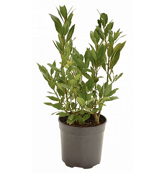 Laurus nobilis; Ø11 cm