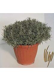 Helichrysum italicum Ø25