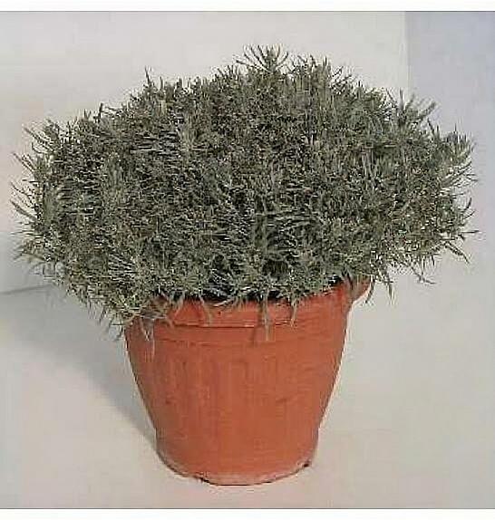 Helichrysum italicum Ø25