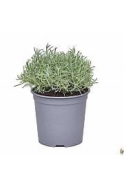 Helichrysum italicum Ø19