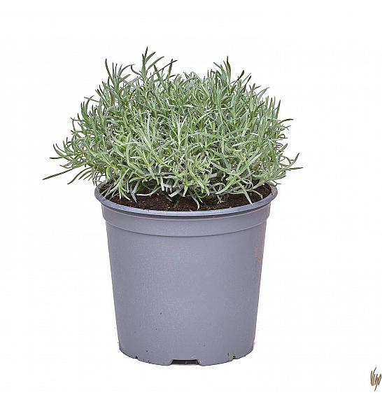 Helichrysum italicum Ø19