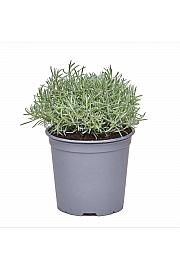 Helichrysum italicum Ø19