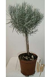 Helichrysum italicum Ø14 Na Steblu 25 cm