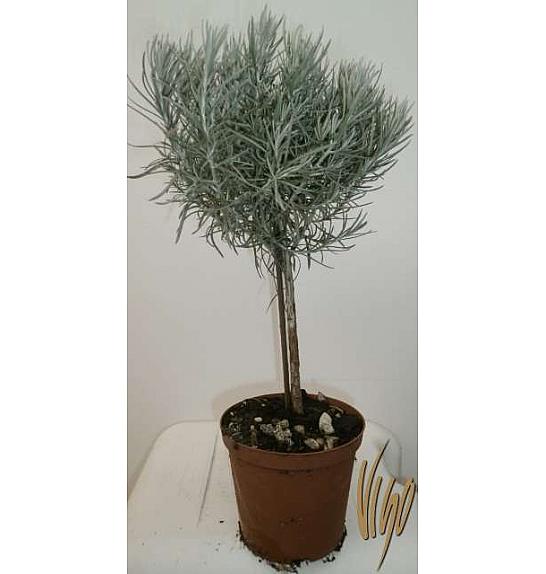 Helichrysum italicum Ø14 Na Steblu 25 cm