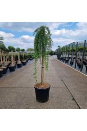 Larix kaempferii Stiff Weeper C15 Lit. Na steblu 90 cm