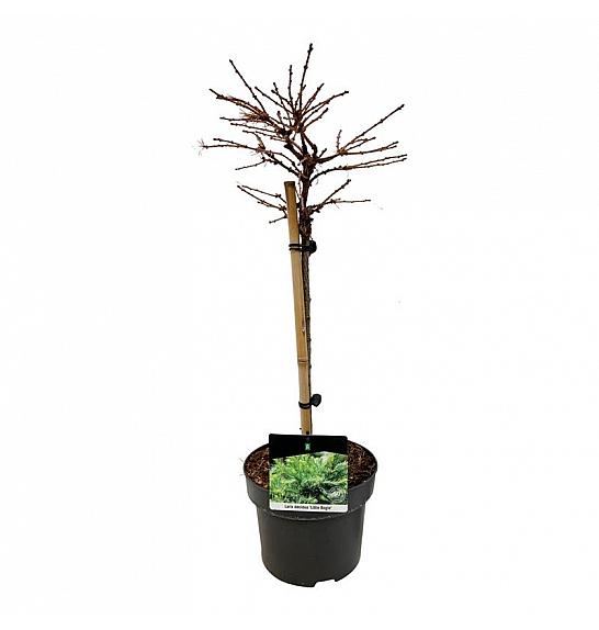 Larix decidua Little Bogle C5 Lit. Na stabljici 40 cm