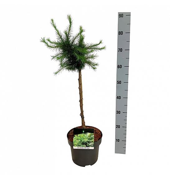 Larix decidua Little Bogle C5 Lit. Na steblu 40 cm