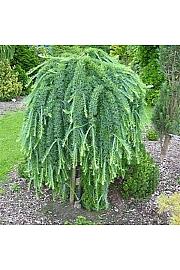 Larix kaempferi Stiff Weeper C12 Lit. Na steblu 120 cm, 2 leti