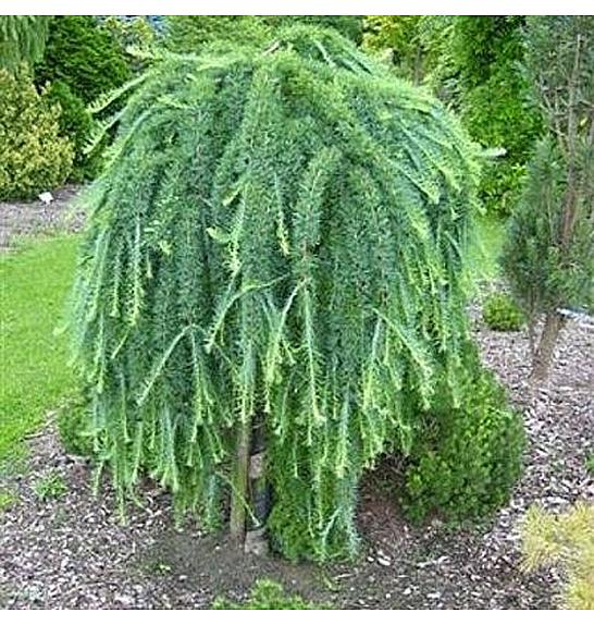 Larix kaempferi Stiff Weeper C12 Lit. Na steblu 120 cm, 2 leti