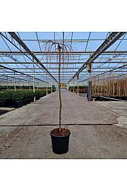 Larix kaempferi Stef Weeping C18 Lit. Na steblu 120 cm