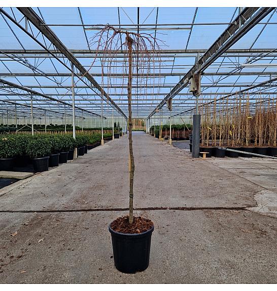 Larix kaempferi Stef Weeping C18 Lit. Na steblu 120 cm