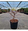 Larix decidua Little Bogle C11 Lit. 30-40 cm