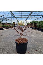 Larix decidua Little Bogle C11 Lit. 30-40 cm