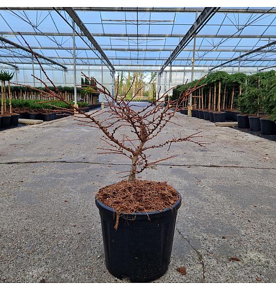 Larix decidua Little Bogle C11 Lit. 30-40 cm