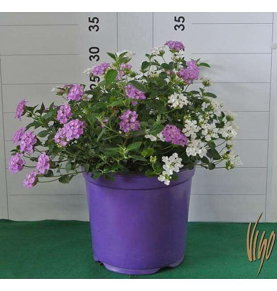 Lantana sellowiana Ø18 bicolour
