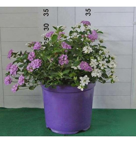 Lantana sellowiana Ø18 bicolour