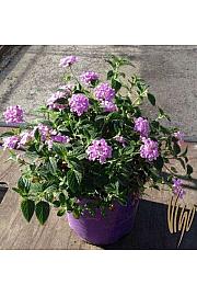 Lantana sellowiana Ø18