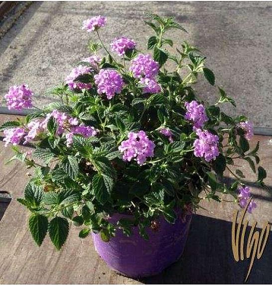 Lantana sellowiana Ø18
