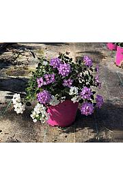 Lantana sellowiana Ø14 bicolour