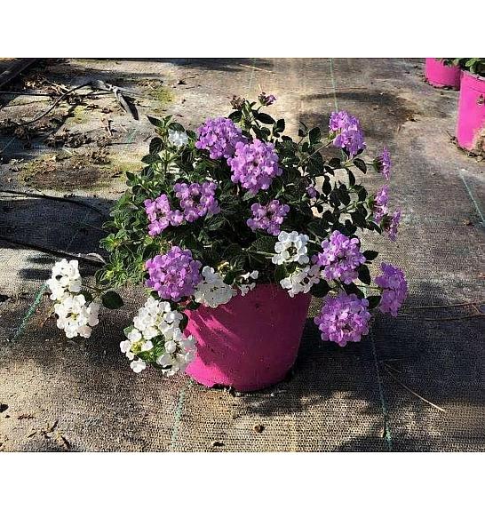 Lantana sellowiana Ø14 bicolour