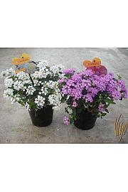 Lantana sellowiana Ø14