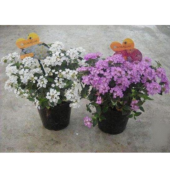 Lantana sellowiana Ø14