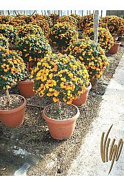 Lantana camara Ø45 Na Steblu 30 cm