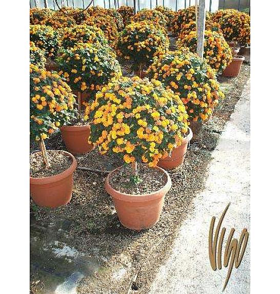 Lantana camara Ø45 Na Steblu 30 cm