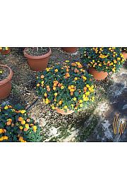 Lantana camara Ø45