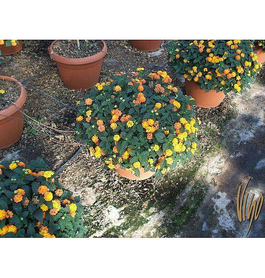 Lantana camara Ø45