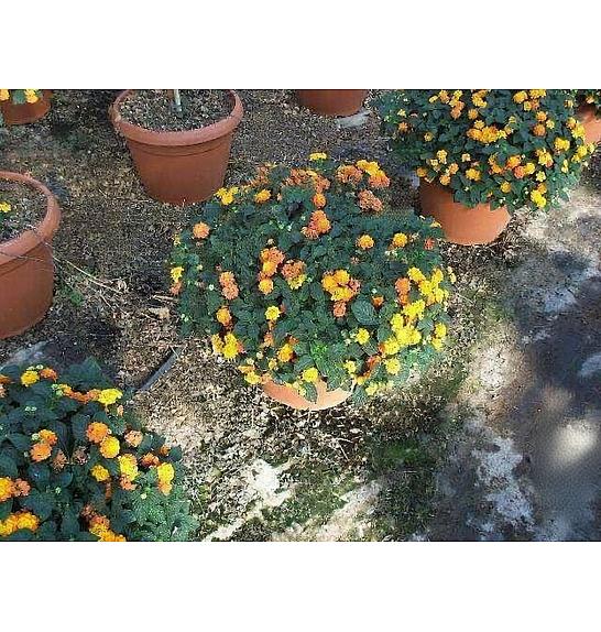 Lantana camara Ø45