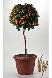 Lantana camara Ø35 Na Steblu 40 cm