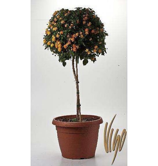 Lantana camara Ø35 Na Steblu 40 cm