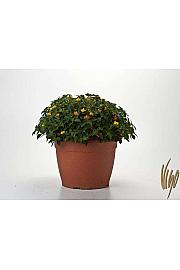 Lantana camara Ø35