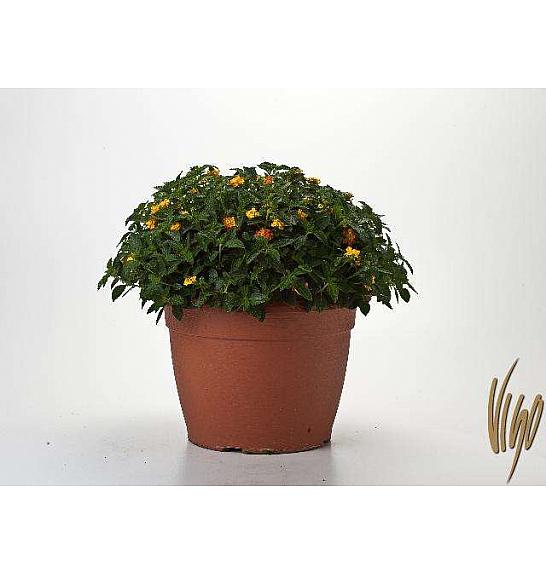 Lantana camara Ø35