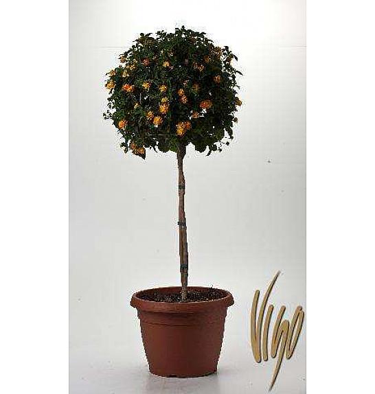 Lantana camara Ø30 Na Steblu 30 cm