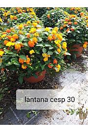 Lantana camara Ø30