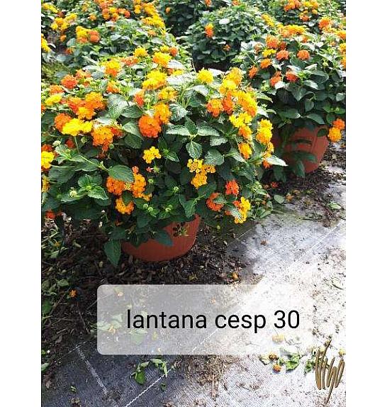 Lantana camara Ø30