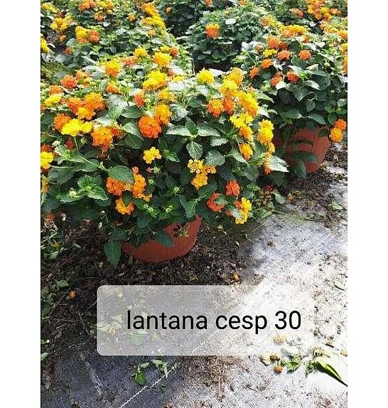 Lantana camara Ø30