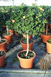 Lantana camara Ø25 Na Steblu 30 cm