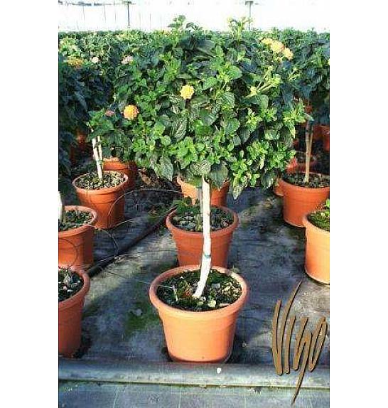 Lantana camara Ø25 Na Steblu 30 cm