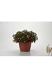 Lantana camara Ø25