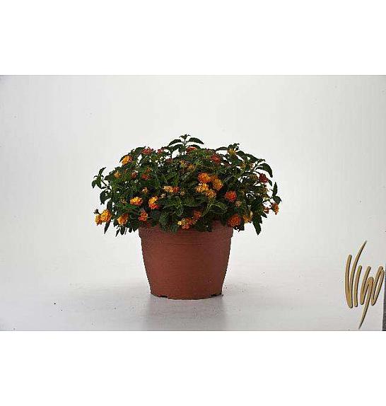 Lantana camara Ø25